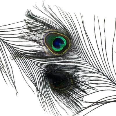 China China Peacock Feather Eyes Dyed Stem for sale