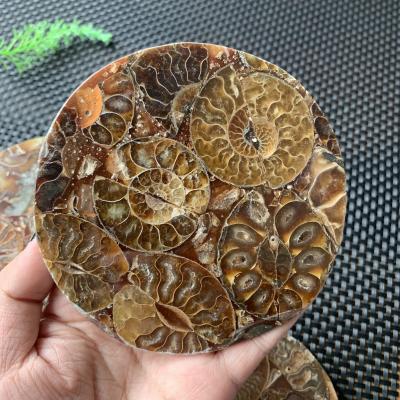 China China Shell Gemstone Specimen Healing Crystal Ammonite Fossil Dish Wholesale Natural Snail Ammonite For Feng Shui Decoration for sale