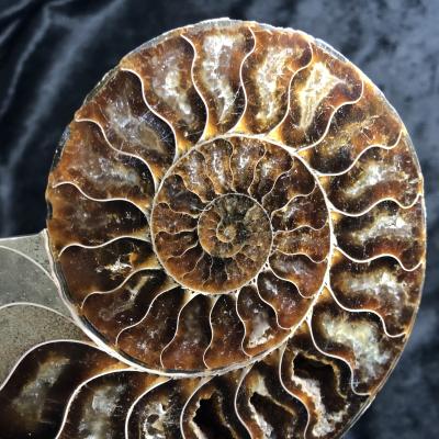 China China Wholesale Natural Ammonite Druzy Geode Snail Slab Ammonite Fossil For Decoration for sale