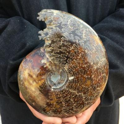 China China Wholesale Natural Ammonite Shell Reiki Gemstone Crystal Snail Ammonite Fossil Great For Feng Shui Decoration for sale