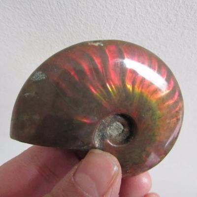 China Wholesale China Crystal Fossil Rainbow Ammonite Natural Fossil For Decoration for sale