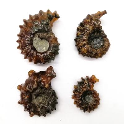 China Hot Sale China Ammonite Horn Sea Snail Fossil Madagascar Conch For Business Crystal Gifts for sale