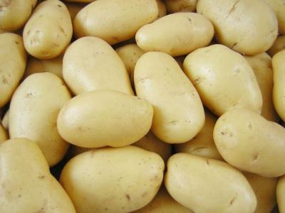 Cina Patata dolce gialla matura dell'Olanda di buon gusto borsa della maglia da 10 chilogrammi in vendita