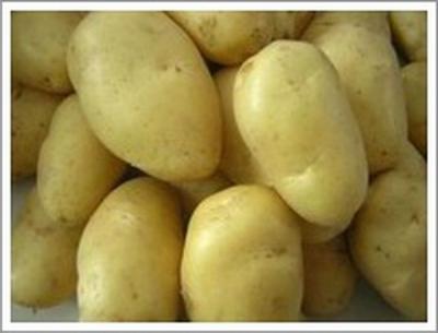 China Top Grade New Crop Small Fresh Holland Potato Vegetable Long Shaped 125g for sale