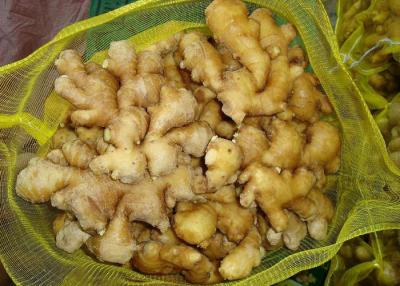 China Delicious High Nutrition fresh Young Ginger 350g , No Rotten / No Mouldy for sale