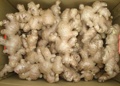 China Grade A Cooking Fresh Ginger 250g With HACCP , ISO 9001 ,  GAP , SGS for sale