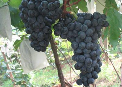 China Summer Mature Fresh Red Grapes18 - 22mm , Black Seedless Grapes for sale