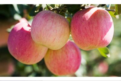 China Ordnen Sie große rote Äpfel mit harte Beschaffenheits-dünnem Haut 22 ctn Stücke/4kg zu verkaufen