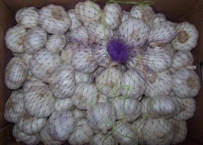 China 5.5cm Chinese Pure White Garlic With 200g / 250g / 500g / 1000g / Net Bag for sale