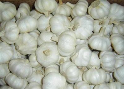 China Cold Storage Normal White Garlic With 3P , 4P , 5P , 6P / net for sale