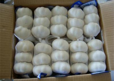 China Certified GAP Strong Texture Normal White Garlic , Sizes 6.0cm for sale