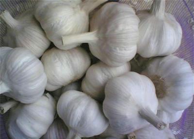 China Organic Fresh Normal White Garlic Liliaceous Vegetable , 20kg / Mesh Bag for sale