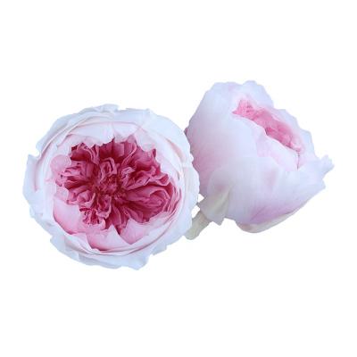 China Beautiful Colorful Yunnan A GradePreserved Roses Forever Head Durable Rose Decoration Flowers for sale