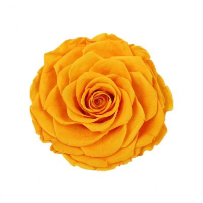 China Beautiful Colorful Product Ideas New 2019 Flower Roses Dried Flower Fresh Cut Flowers for sale