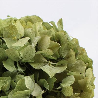 China Beautiful Flower Hydrangea Flower Wedding Plastic Boutonniere Real Colorful Tuch Artificial Hydrangea Wholesale for sale