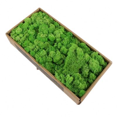 China Decorative Flowers and Garlands of Beautiful Lichen Preserved Moss Artificial Moss Carpet Colorful Home Decoration, Preserved Flowers and Competitive Plants for sale