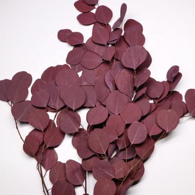 China Beautiful Colorful Wholesale Real Large Soft Preserved Foliage Eucalyptus Leaves for sale