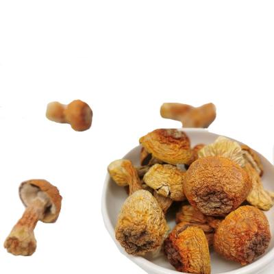 China Mushroom Green Dry Organic Shiitake Mushroom For Agaricus Blazei Murill Wild for sale