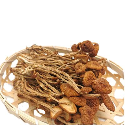 China Agrocybe aegerita dry edible dry tea tree spread natural agrocybe cylindracea for sale