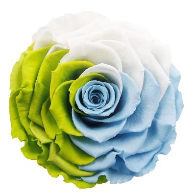 China best wholesale rainbow 10cm preserved flowers rose head 8-10cm for sale