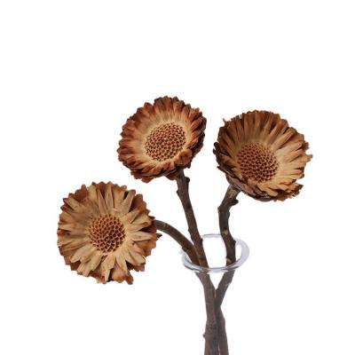 China Dried Flower Dried African Sun Chrysanthemum Flower For Daily Decoration 20cm for sale