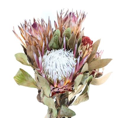 China plant decorative flowers preserved protea cynaroides flower for home decoration 35cm for sale