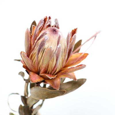 China Factory direct sales of natural decorative flowers preserved protea cynaroides flower for home decoration 50cm for sale