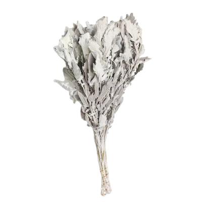 China Natural Dried Plant Flowers Nature Color Dried Senecio Cineraria Leaves For Home Decor Flowe 35cm for sale