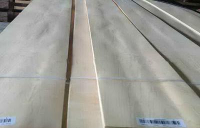 China Milk White Hard Maple Crown Cut Veneer For Furniture , Plywood for sale