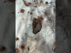 Mappa Burl Veneer