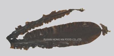 China Green Kombu Laminaria Japonica Kombu Dried Kelp For Versatile Cooking for sale