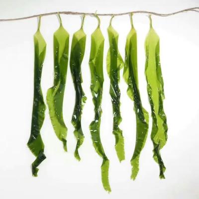 China Ingrediente japonés Alga marrón Kelp seco Brotes de Kombu Super alimento rico en nutrientes con certificación HACCP en venta