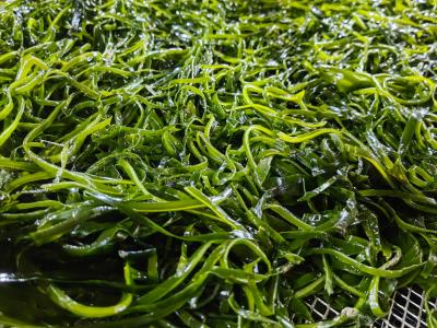 China Biologische eetbare Phaeophyceae Kelp Fronds Umami Zeegroenten Voor salades of gebakken friet Te koop