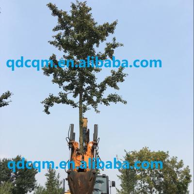 China Garden Shovel Tree Transplanting Machine Into Skid Ox Loader And Excavator for sale