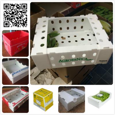 China 5kgs 10lbs pp corflute coroplast vegetable fruit packaging box for sale