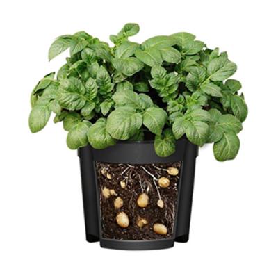 China Eco-Freindly DIA31X 27.5 Cm Dia27.5 X 24 Cm Stackable Potato Planter PP Material Potato Planters for sale