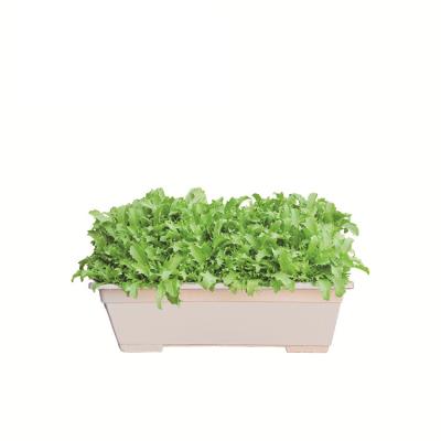 China 2021 Eco-Freindly Flower Pot Window Outdoor Wooden White Wooden Flower Pot for sale