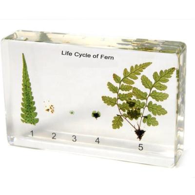 China School Teaching Resin Plant Transparent Specimens The Life Cycle Of Fern Teaching Specimens for sale