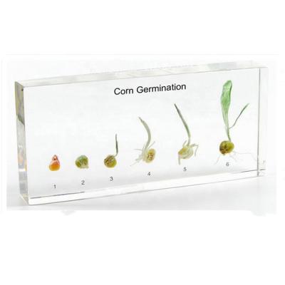 China Wholesale Educational Supplies School Teaching Equipment Corn Germination Included Specimens for sale