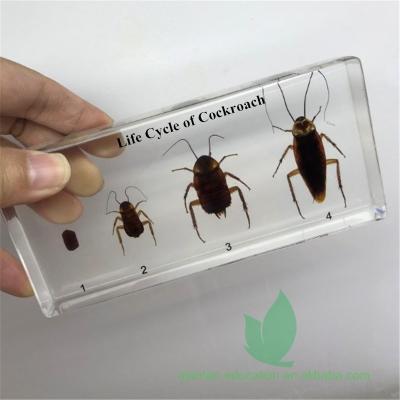 China Crystal Box Preserved Cockroach Life Specimens Cycle School 3D Teaching Equipment Plastic Model for sale