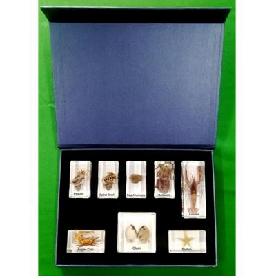 China Marine Animals Preservation Resin Specimens Biological Set of Marine Animal Conservation Display Specimens for sale