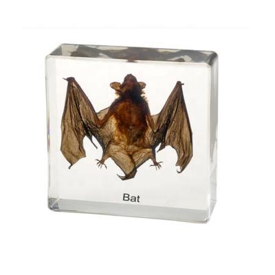 China High Resin Teaching Transparent Bat Embedded Solid Teaching Specimens for sale