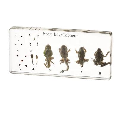 China School Equipment Frog Solid Teaching Model Life Cycle Included Solid Teaching Model Resin Specimens for sale