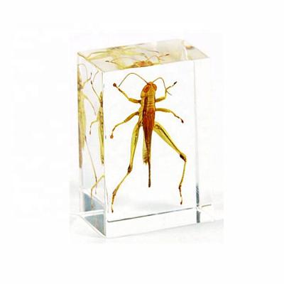 China Education Insect Taxidermy Science Locust Specimen Acrylic Model For College for sale