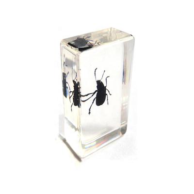 China Education Preserved Specimen Biological Medical Science Blue Leaf Beetle in Clear Acrylic Block for School for sale