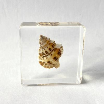 China Real Education Specimen Animal Conch In Resin Set Teaching Model For Medical Science for sale