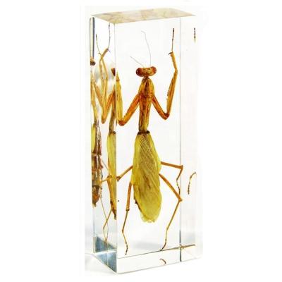 China Natural Acrylic Block Kid's Natural Science Insect Biology Specimen for sale