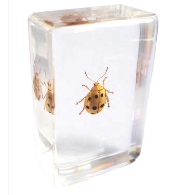 China Teaching Models for Biology Teaching Specimens Beetle Insect Resin Block for sale