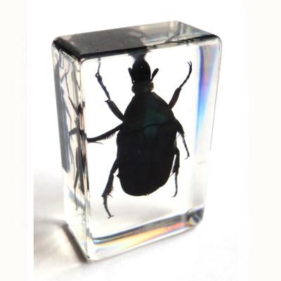 China Teaching Models for Biology Beetle Beetle Specimen Resin Insect Teaching Block for sale