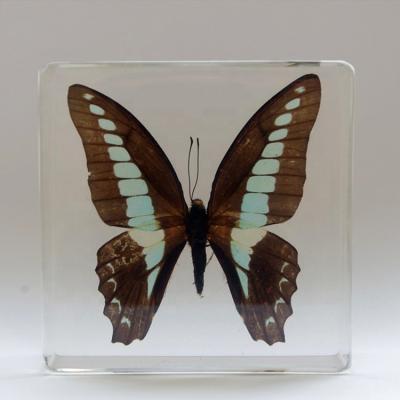 China Diy Toys Real Material Butterfly Recessed Resin Plastomount Plastic Butterfly for sale